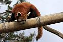 Rod Panda1